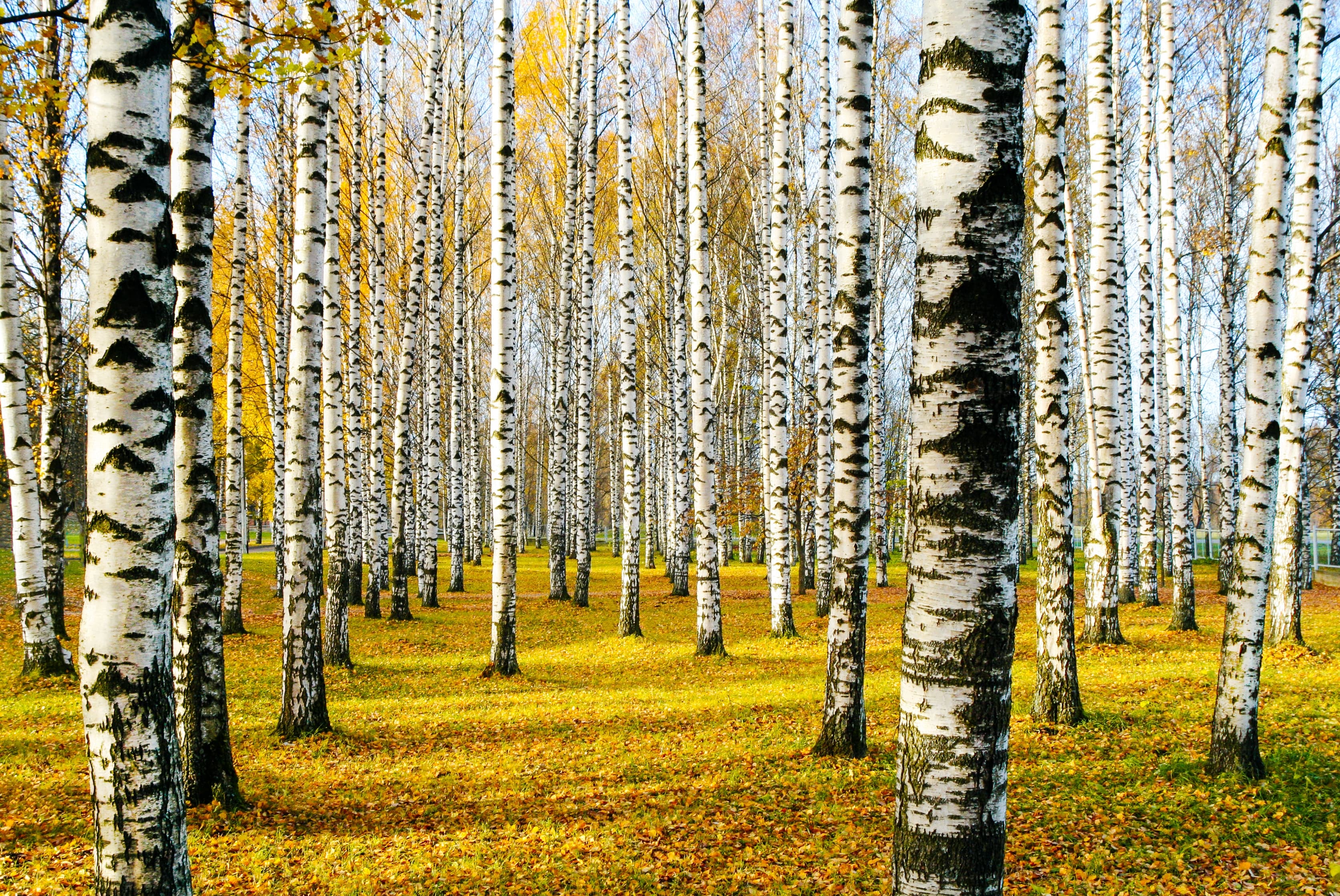 Forest