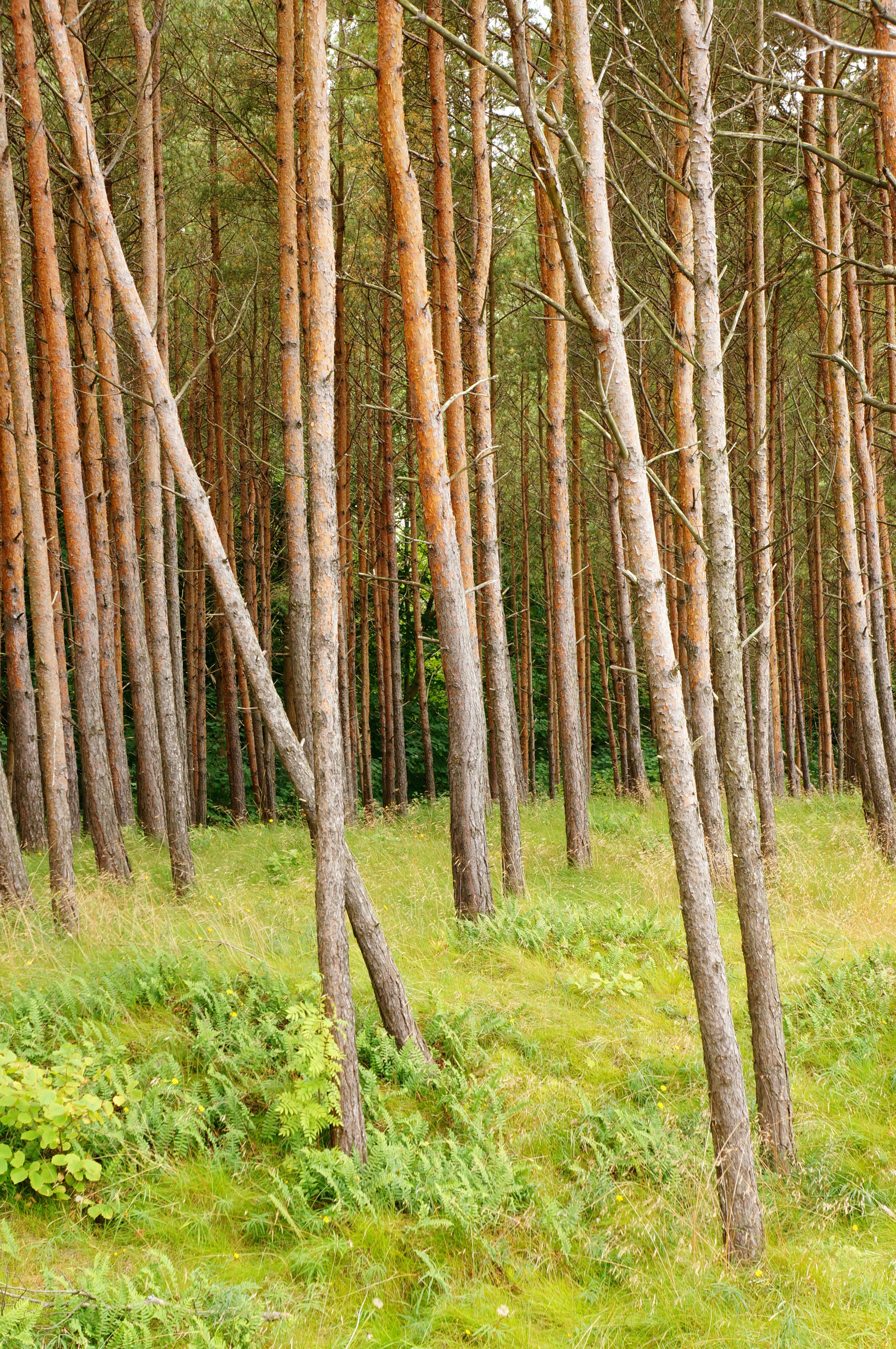 Trees