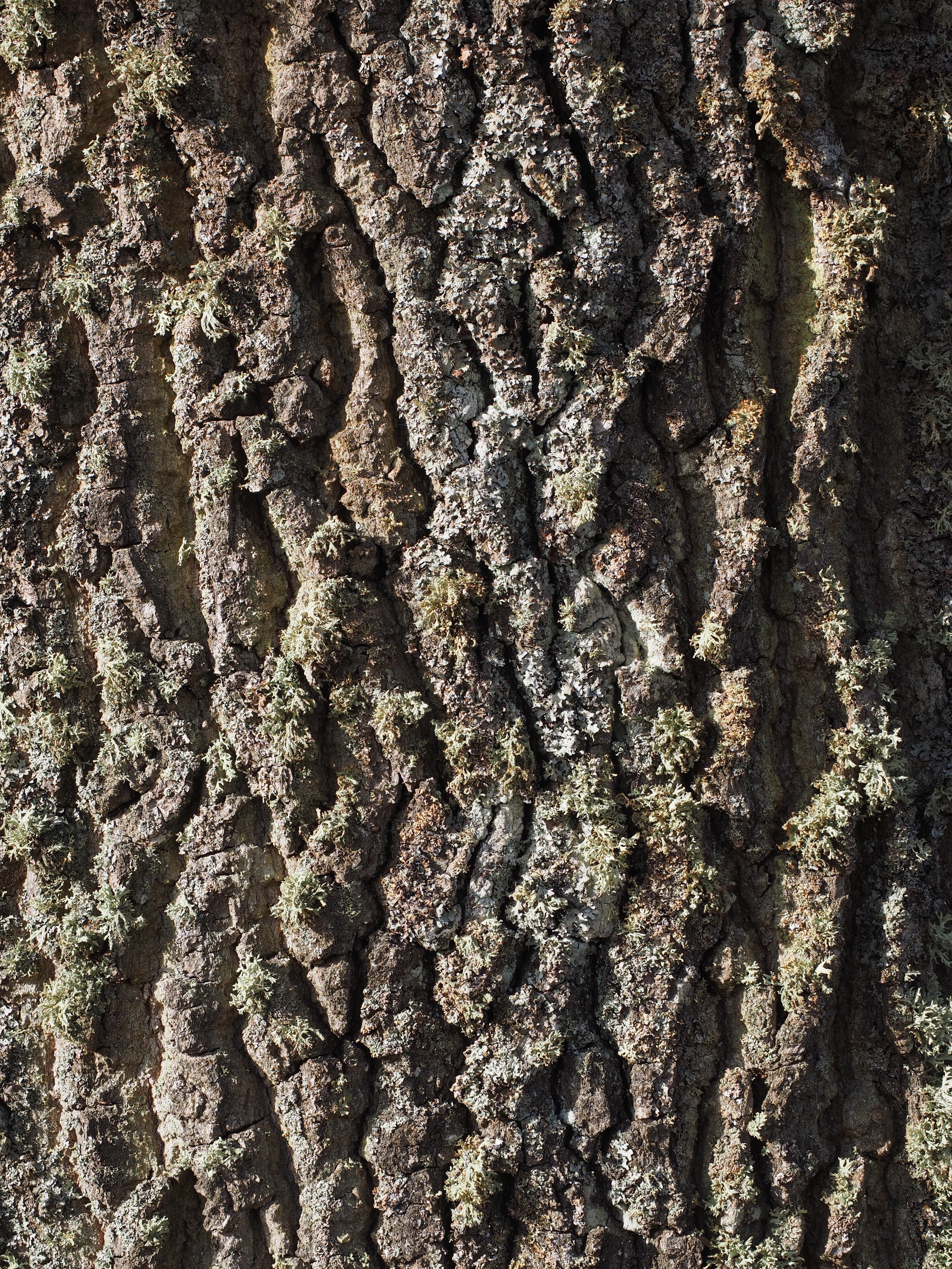 Wood